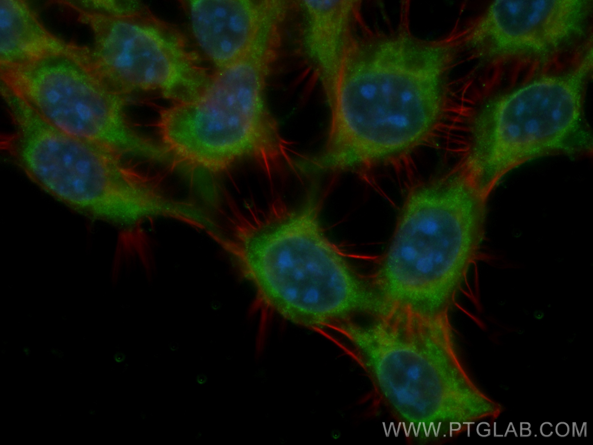 IF Staining of A431 using CL488-66472