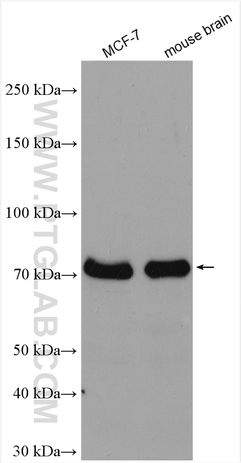 WB analysis using 10861-1-AP