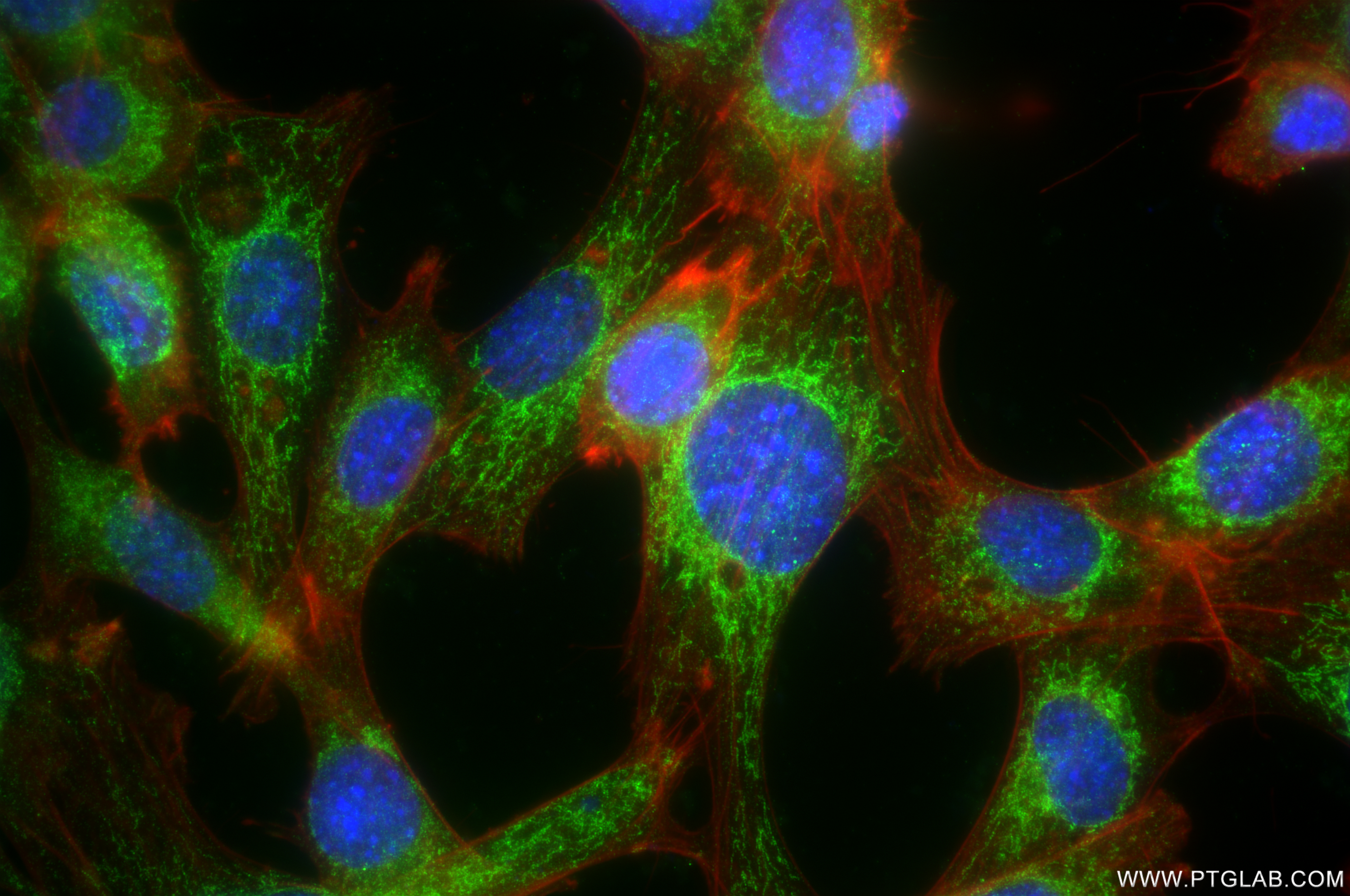 IF Staining of NIH/3T3 using 84729-4-RR