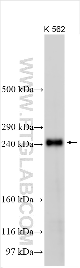 WB analysis using 20046-1-AP