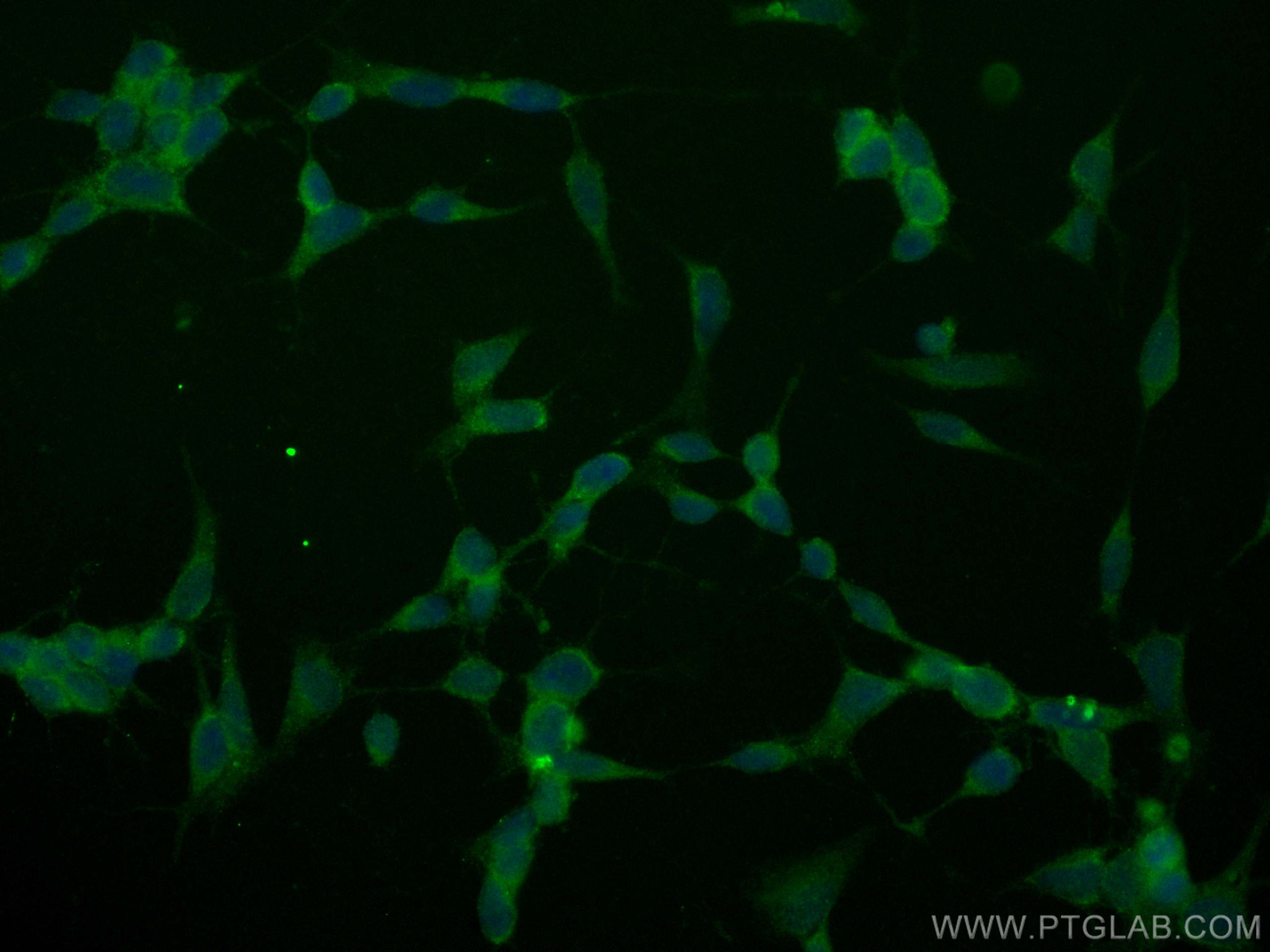 IF Staining of SH-SY5Y using CL488-11566