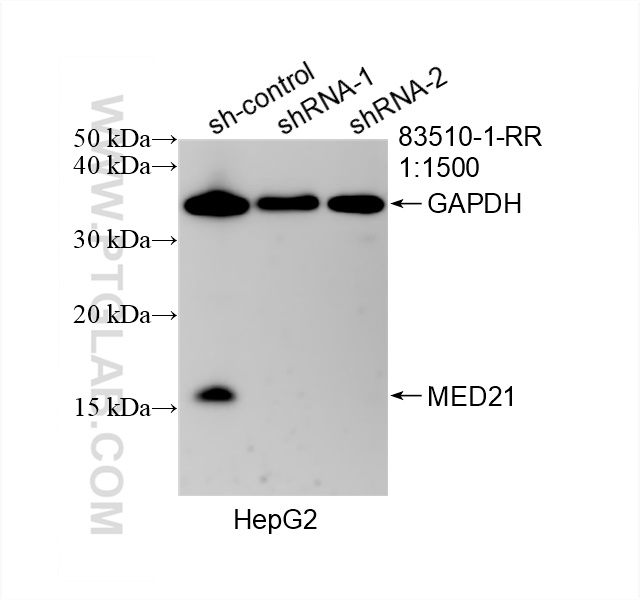 WB analysis of HepG2 using 83510-1-RR (same clone as 83510-1-PBS)