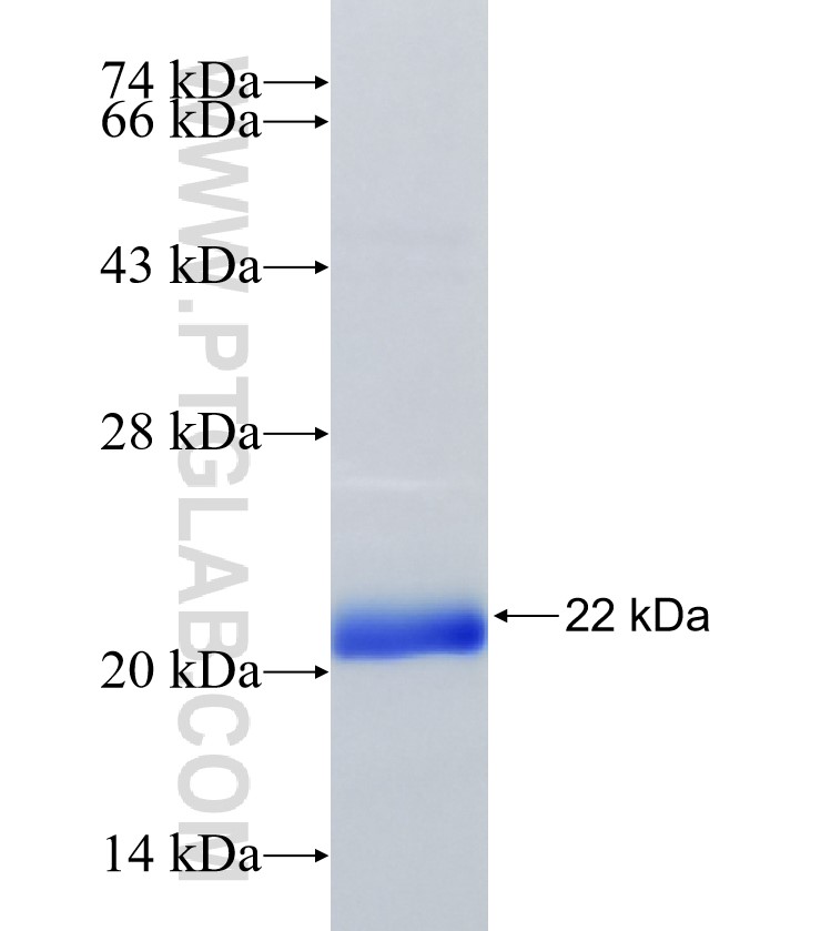 MED21 fusion protein Ag8568 SDS-PAGE