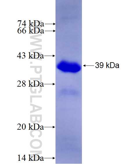 MED23 fusion protein Ag27100 SDS-PAGE MED23 fusion protein Ag27100 SDS-PAGE