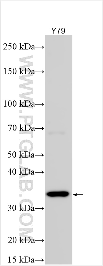 WB analysis using 17652-1-AP