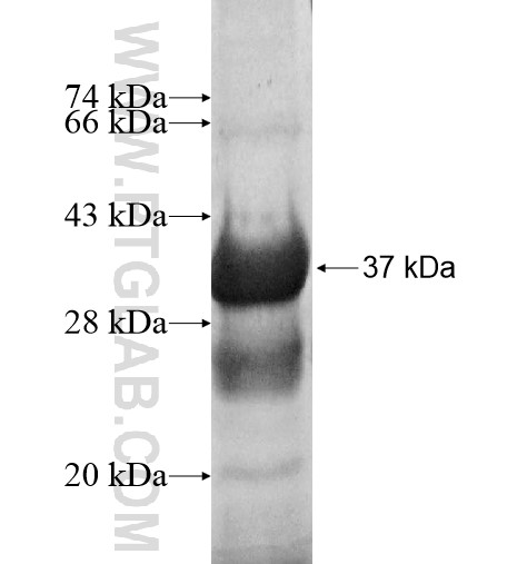 MED27 fusion protein Ag12046 SDS-PAGE MED27 fusion protein Ag12046 SDS-PAGE