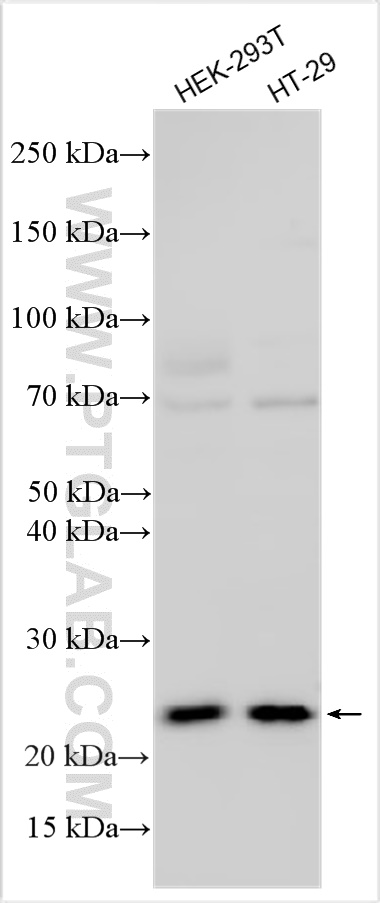 Various lysates were subjected to SDS PAGE followed by western blot with 33366-1-AP (MED29 antibody) at dilution of 1:1000 incubated at room temperature for 1.5 hours. WB analysis using 33366-1-AP