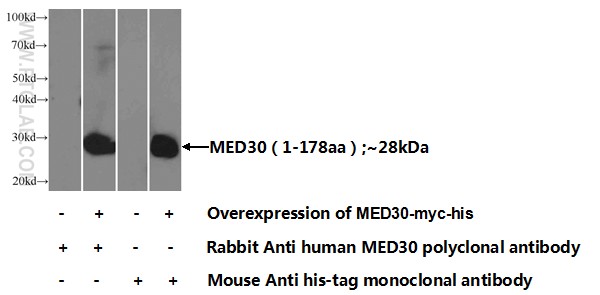 MED30