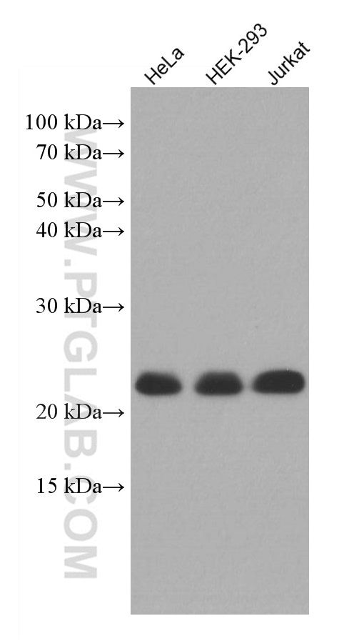 WB analysis using 67038-1-Ig