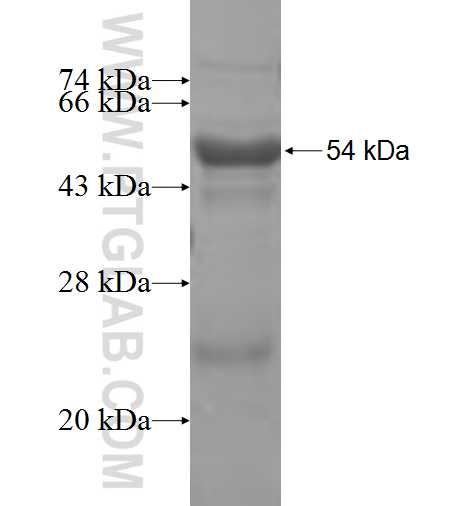 MED6 fusion protein Ag7541 SDS-PAGE