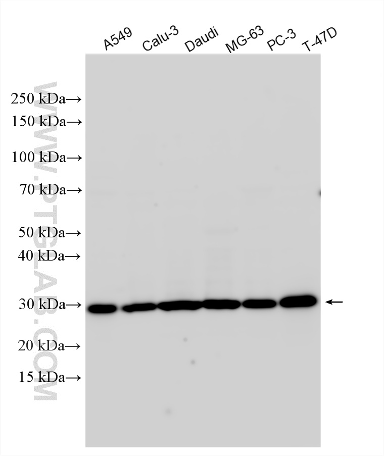 WB analysis using 33458-1-AP