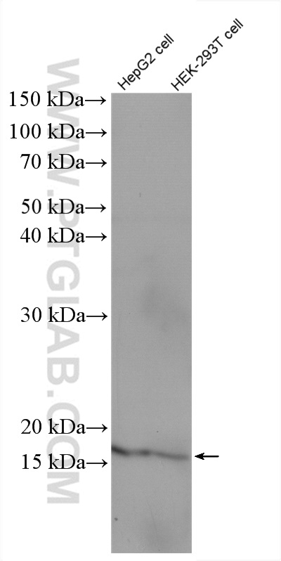 WB analysis of HEK-293T using 27452-1-AP