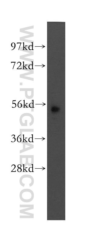 MEF2A Polyclonal antibody