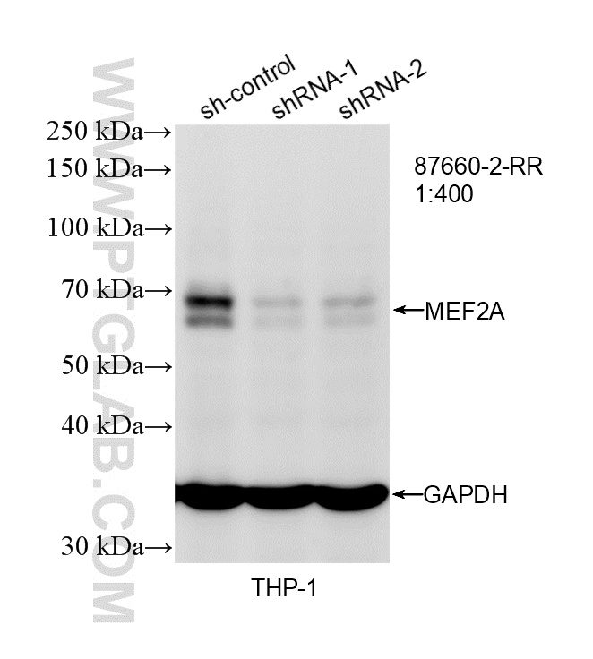 WB analysis of THP-1 using 87660-2-RR