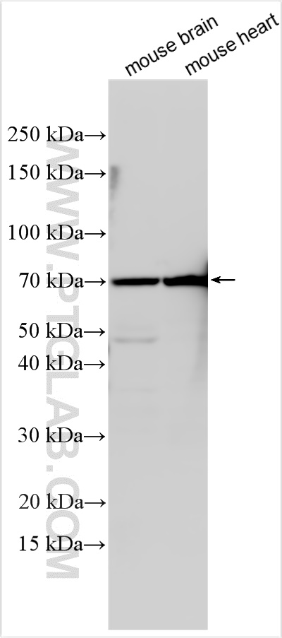 WB analysis using 10056-1-AP