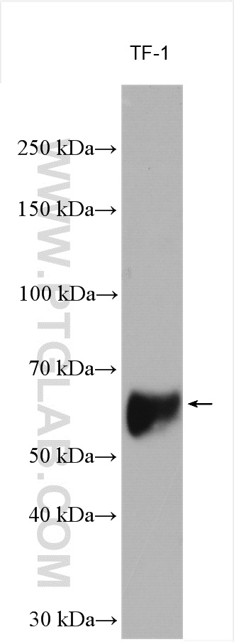 WB analysis of TF-1 using 16953-1-AP