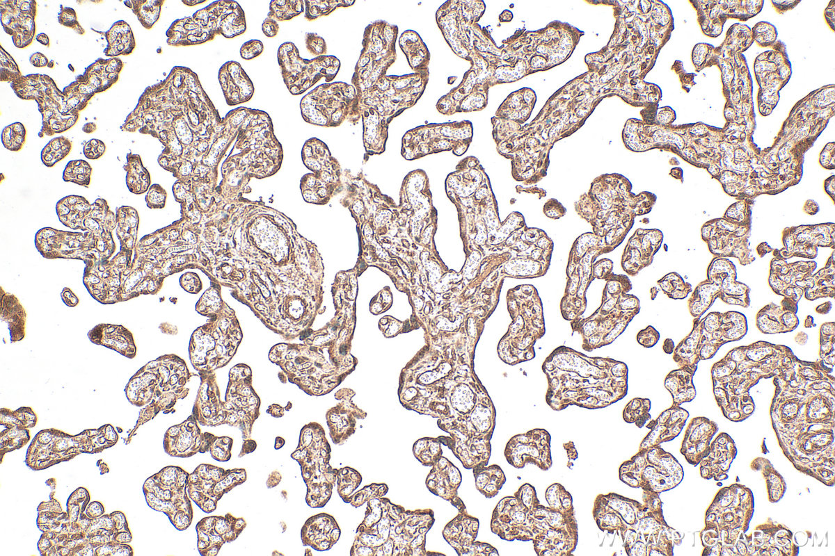 IHC staining of human placenta using 18290-1-AP