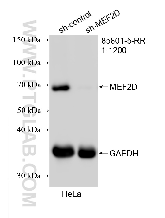 WB analysis of HeLa using 85801-5-RR WB analysis of HeLa using 85801-5-RR