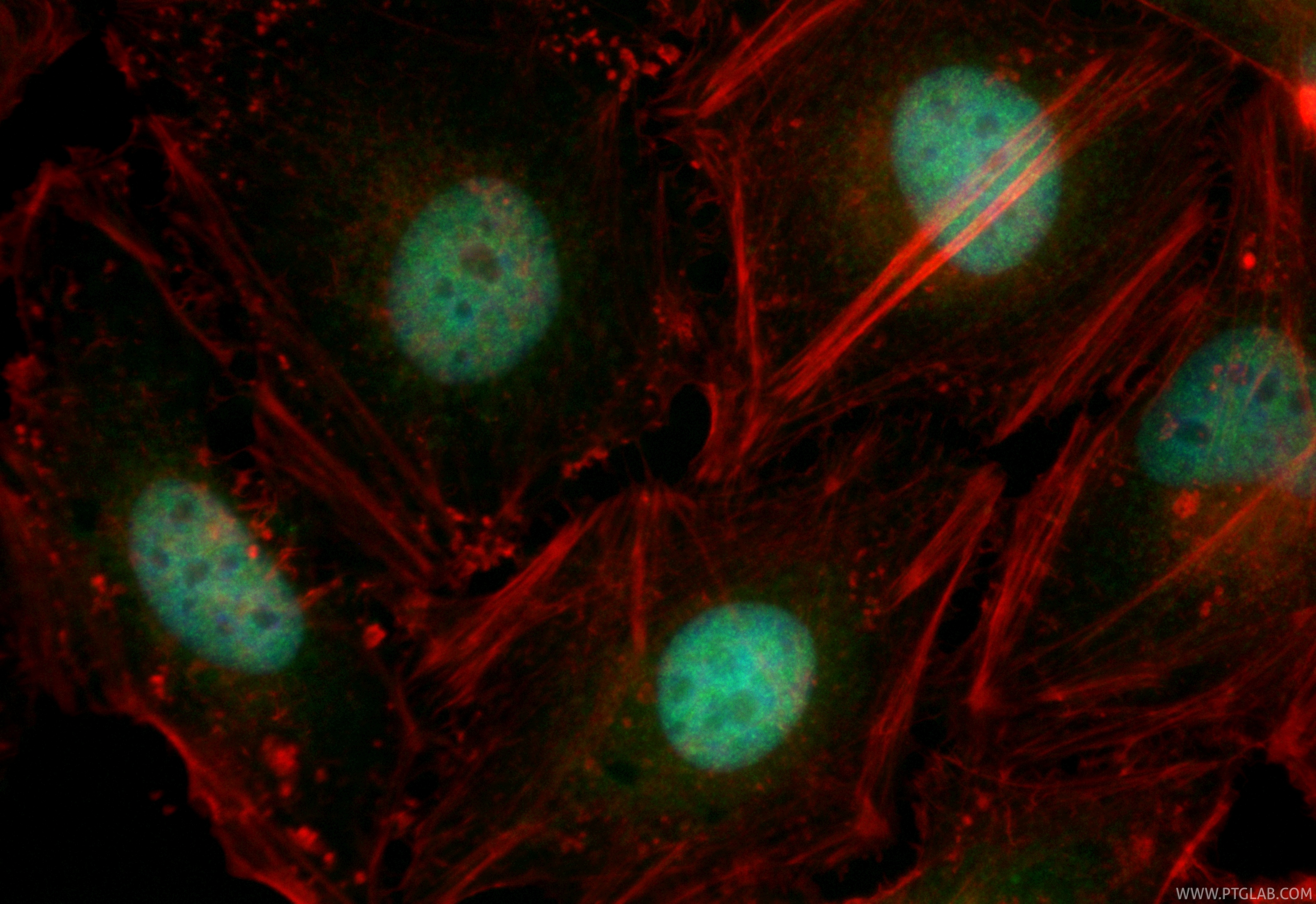 Immunofluorescent analysis of (4% PFA) fixed HeLa cells using CoraLite® Plus 488 MEF2D antibody (CL488-85801-5, Clone: 250068B7 ) at dilution of 1:200, CL594-phalloidin (red). IF Staining of HeLa using CL488-85801-5