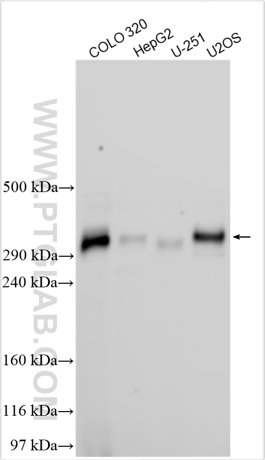 WB analysis using 32300-1-AP