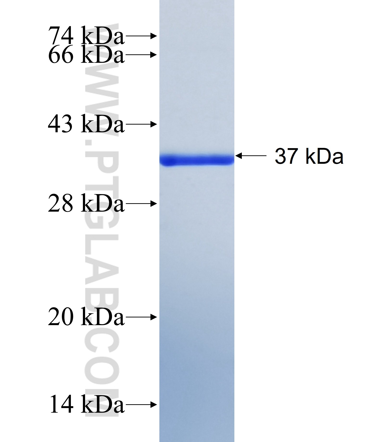 MEIG1 fusion protein Ag41104 SDS-PAGE
