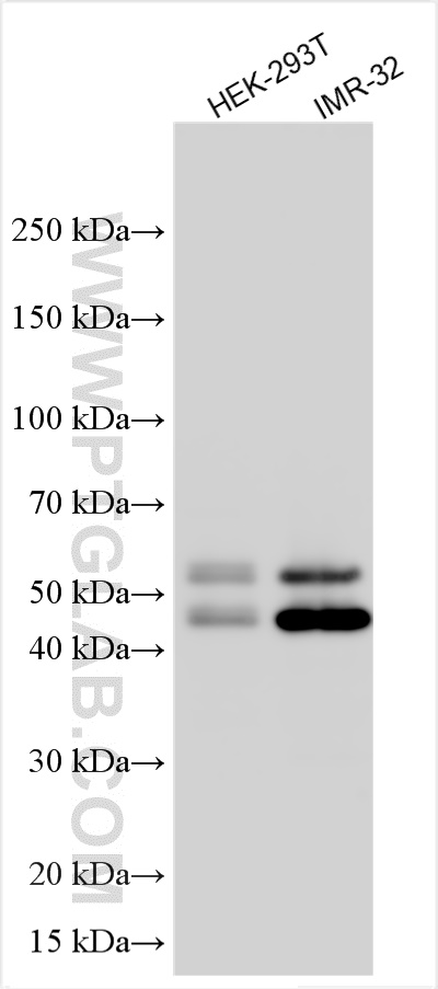 WB analysis using 31988-1-AP