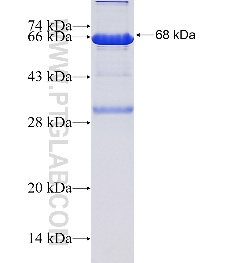 MEIS1 fusion protein Ag33675 SDS-PAGE