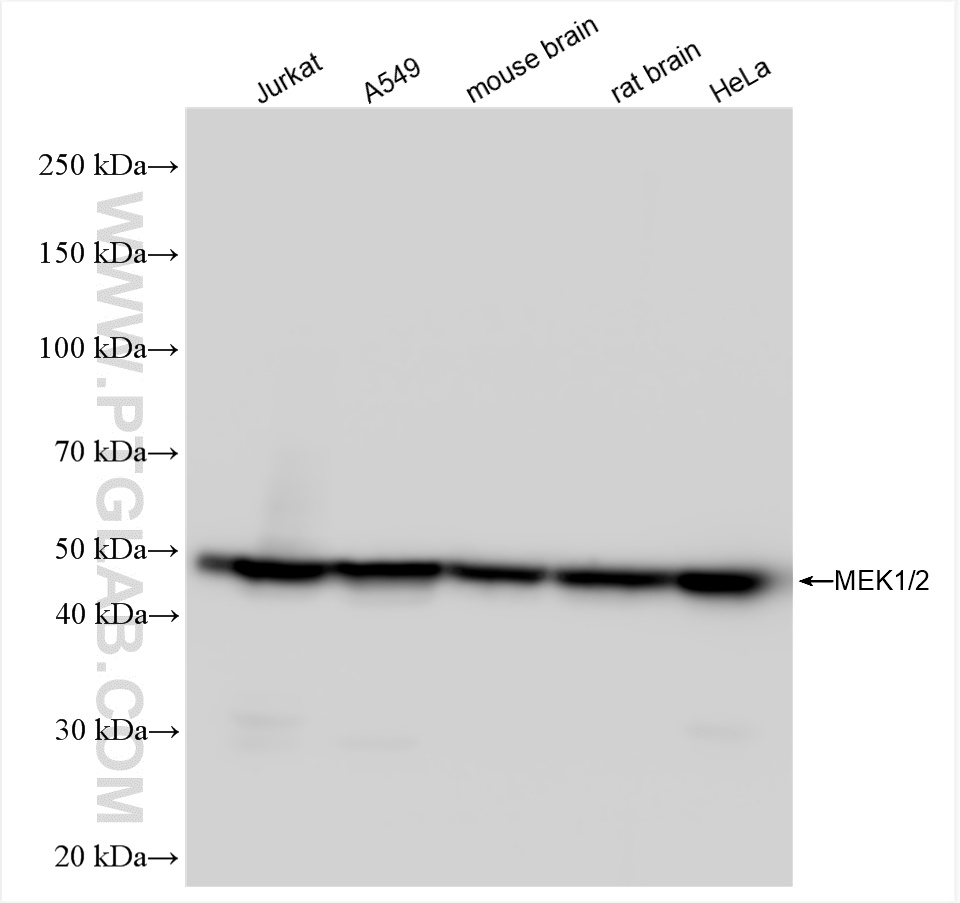 WB analysis using 84967-1-RR