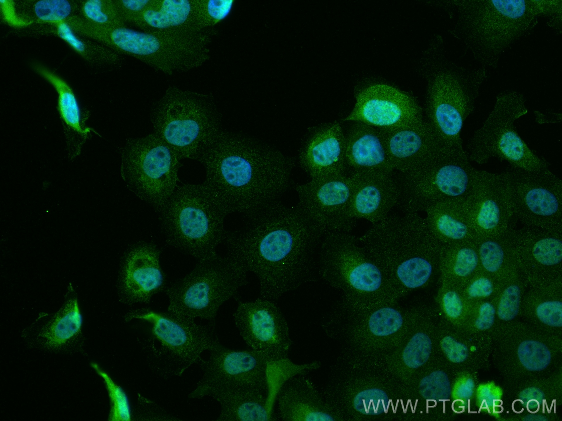 IF Staining of A431 using CL488-67872