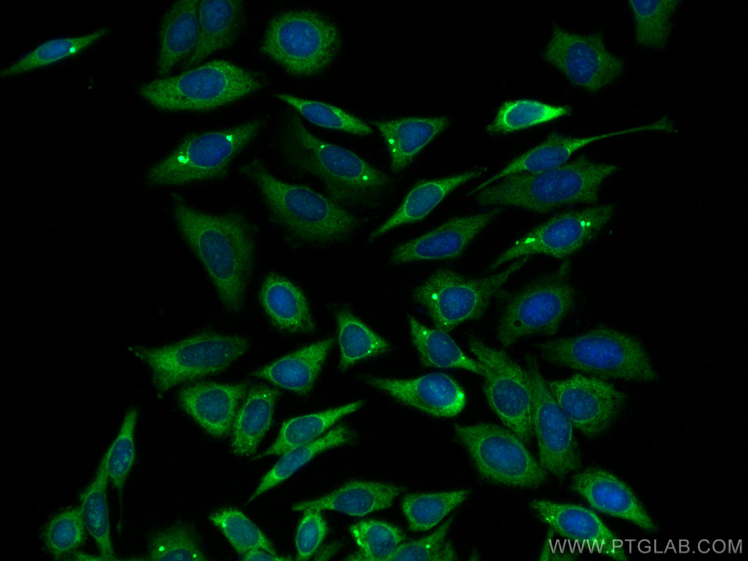 IF Staining of HepG2 using CL488-12745