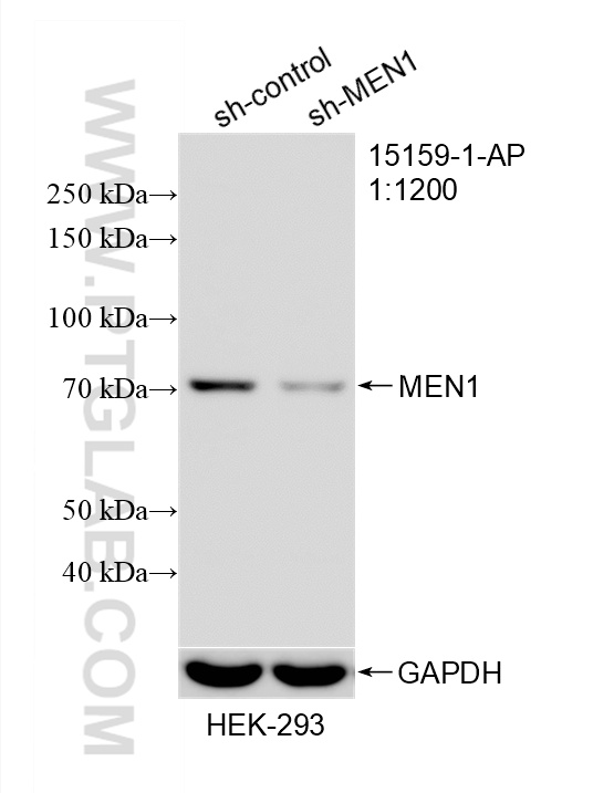 WB analysis of HEK-293 using 15159-1-AP