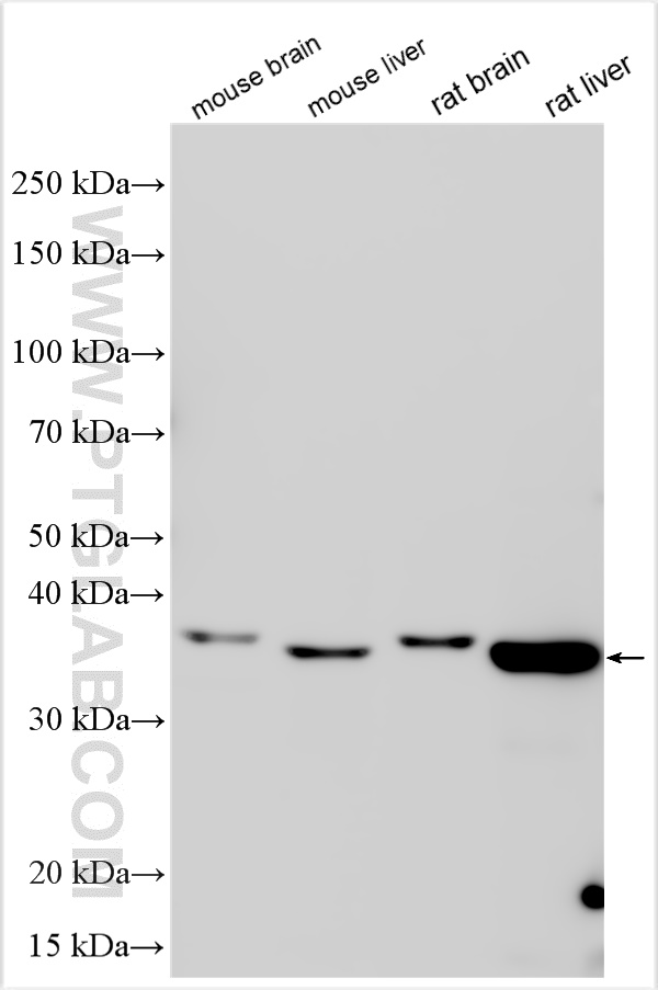 WB analysis using 18190-1-AP