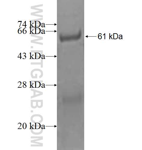 MEPCE fusion protein Ag2092 SDS-PAGE