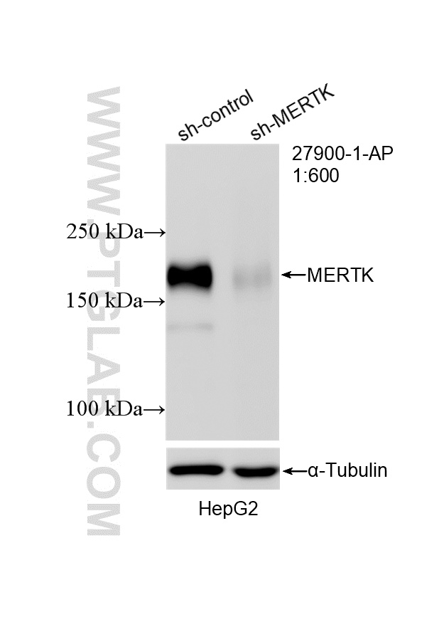 WB analysis of HepG2 using 27900-1-AP WB analysis of HepG2 using 27900-1-AP