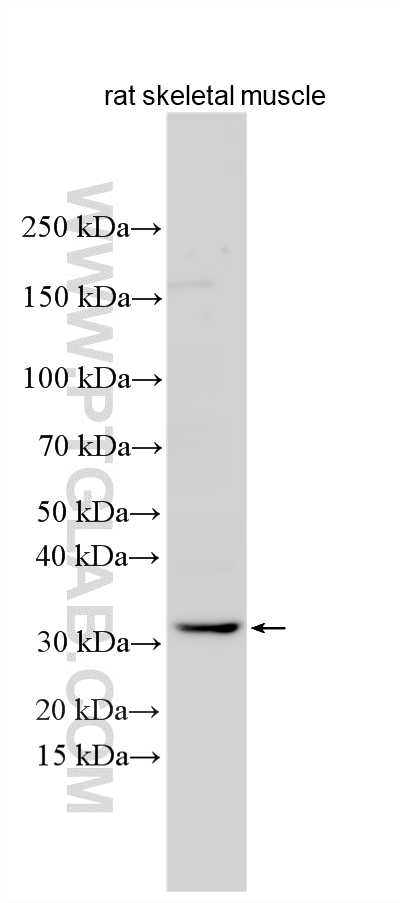 Rat skeletal muscle tissue lysates were subjected to SDS PAGE followed by western blot with 32304-1-AP (MESP1 antibody) at dilution of 1:600 incubated at room temperature for 1.5 hours. WB analysis using 32304-1-AP