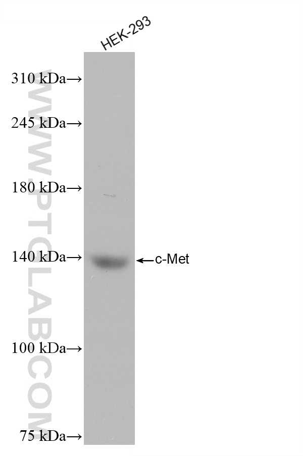 WB analysis of HEK-293 using 82904-1-RR