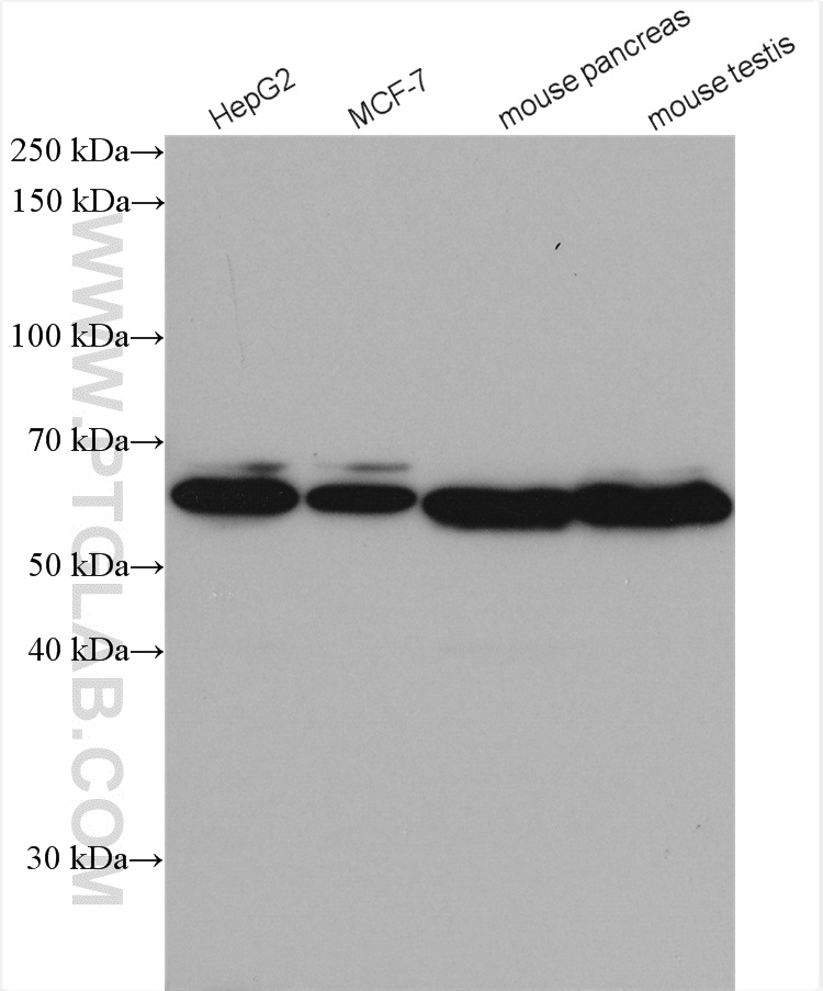 WB analysis using 17040-1-AP