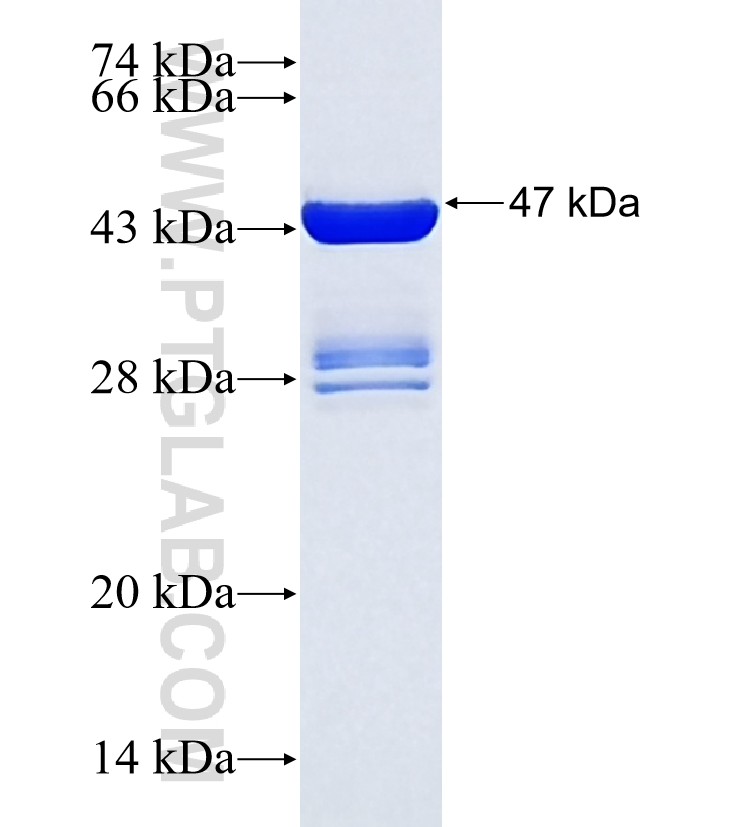 METTL10 fusion protein Ag37000 SDS-PAGE METTL10 fusion protein Ag37000 SDS-PAGE
