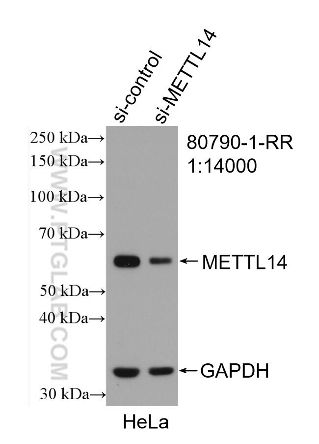 WB analysis of HeLa using 80790-1-RR (same clone as 80790-1-PBS)