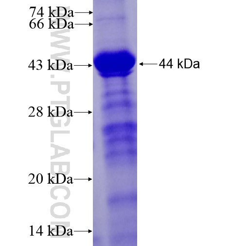 METTL14 fusion protein Ag14321 SDS-PAGE METTL14 fusion protein Ag14321 SDS-PAGE