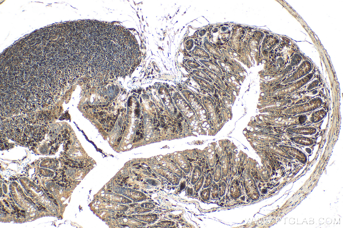 IHC staining of mouse colon using 16983-1-AP