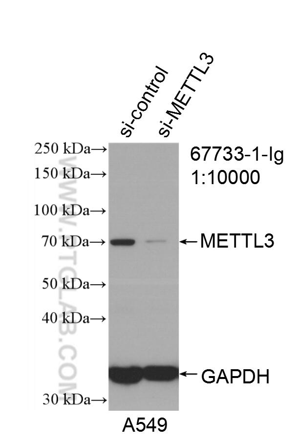 WB analysis of A549 using 67733-1-Ig