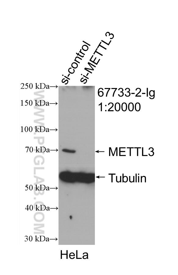 WB analysis of HeLa using 67733-2-Ig