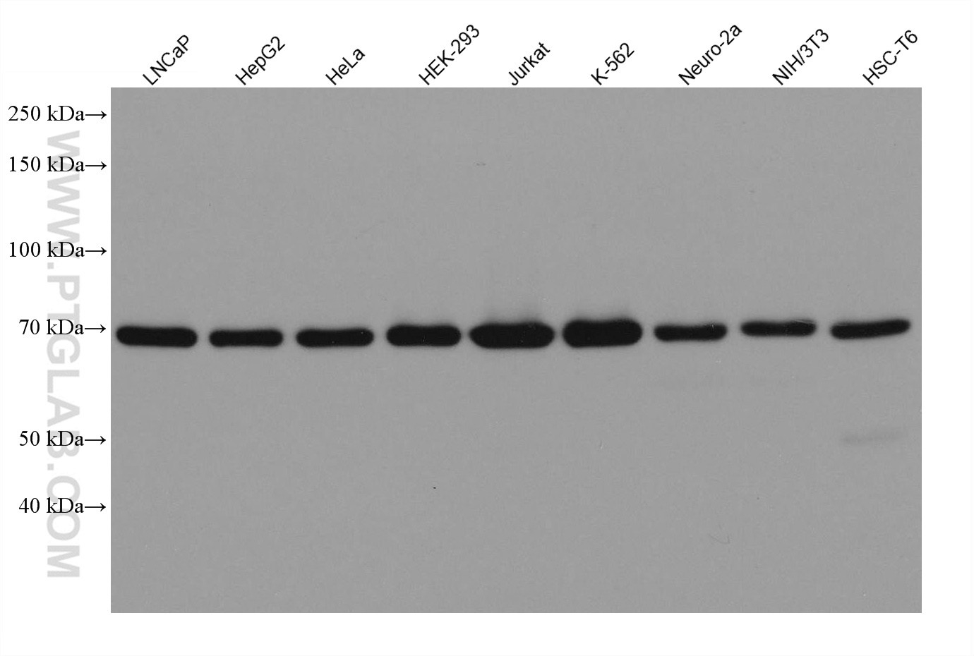 WB analysis using 80323-1-RR