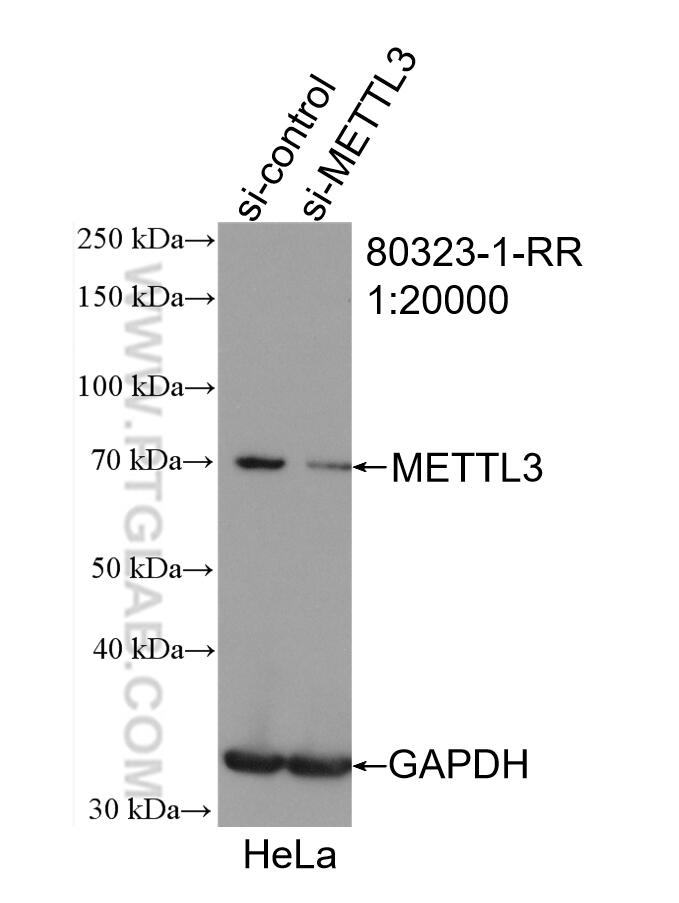 WB analysis of HeLa using 80323-1-RR