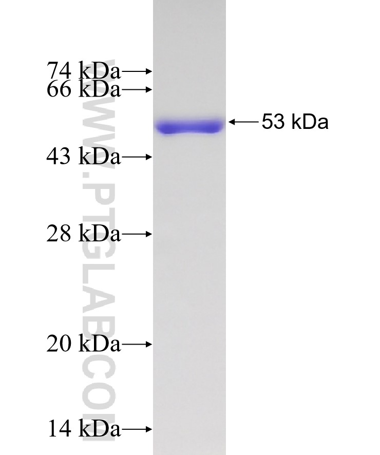 METTL3 fusion protein Ag7110 SDS-PAGE