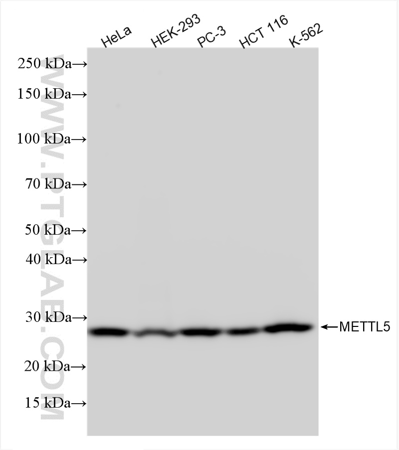WB analysis using 85682-5-RR
