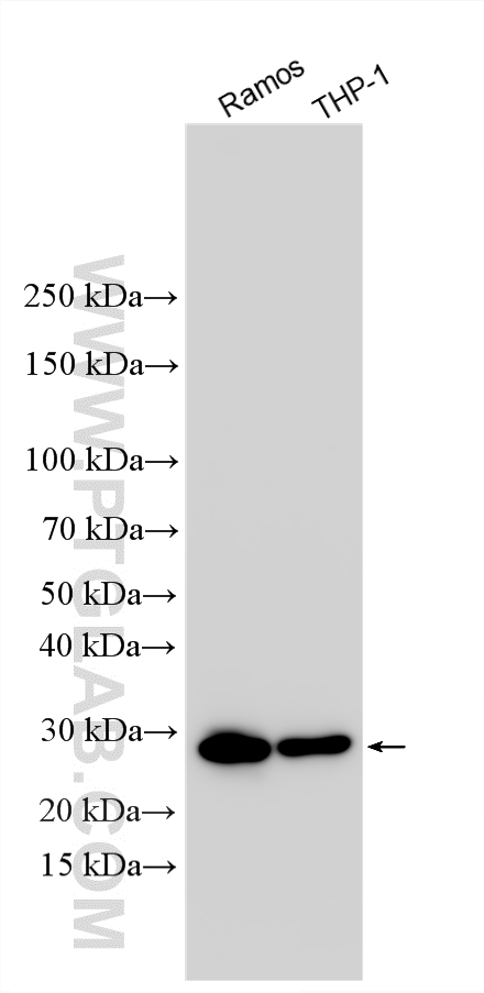 WB analysis using RMX00070