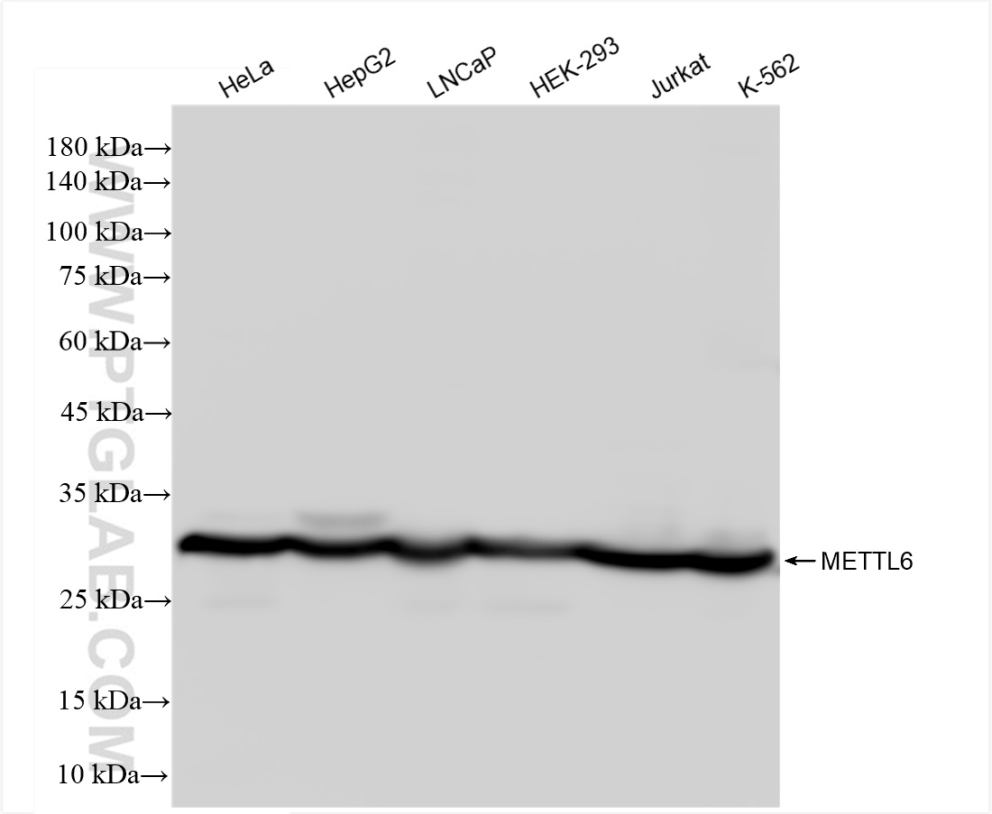 WB analysis using 84209-4-RR