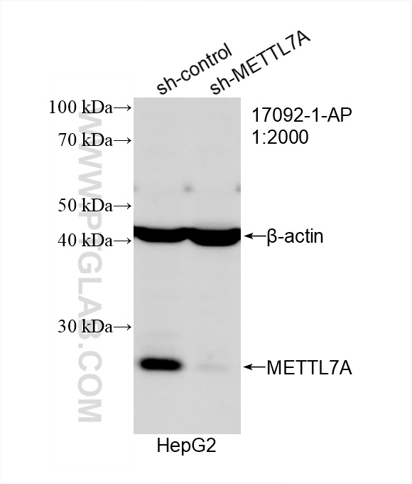 WB analysis of HepG2 using 17092-1-AP